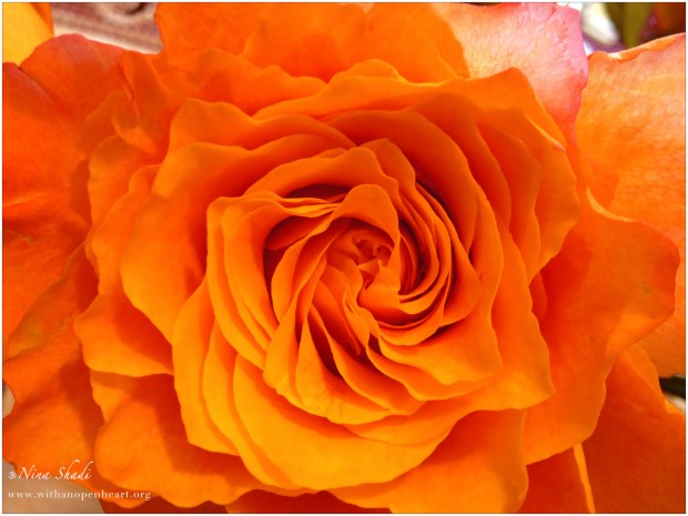 Channeling my inner "Georgia O'keeffe" with some iphone photograpy