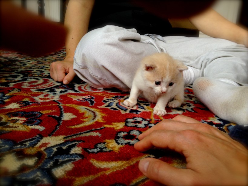 delicate thing. with an open heart. photography Tiny kitten