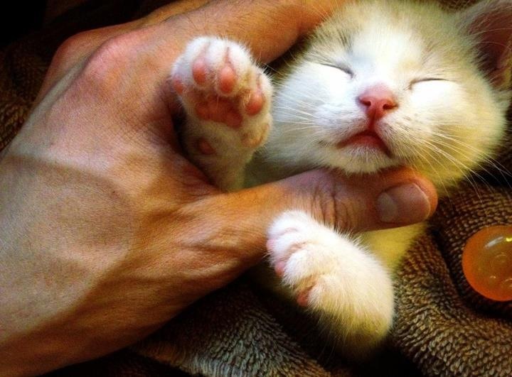 Delicate Baby Kitten With an Open Heart blog