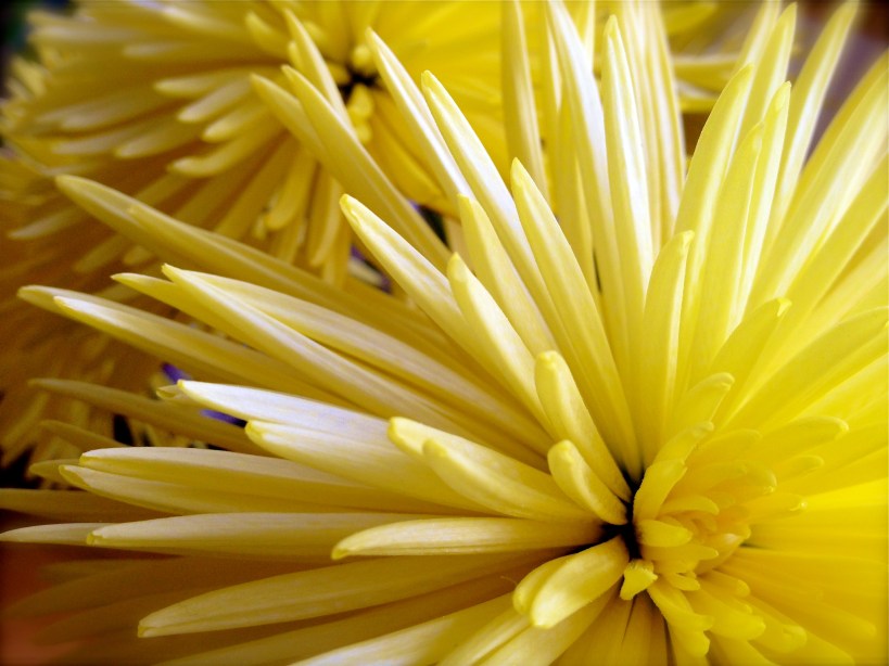 Flower Photography With an open heart blog