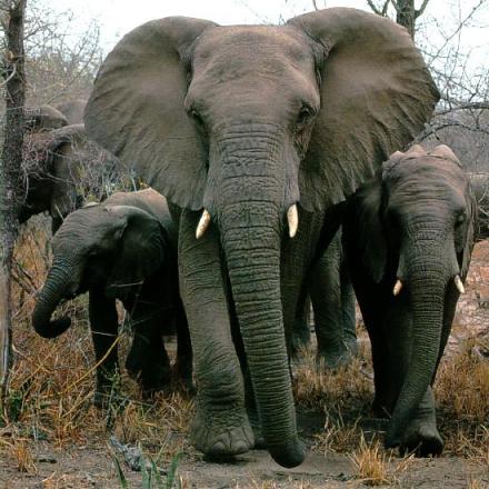 african-elephants