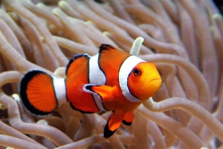 Clown Fish. Freedom. With a n Open Heart 
