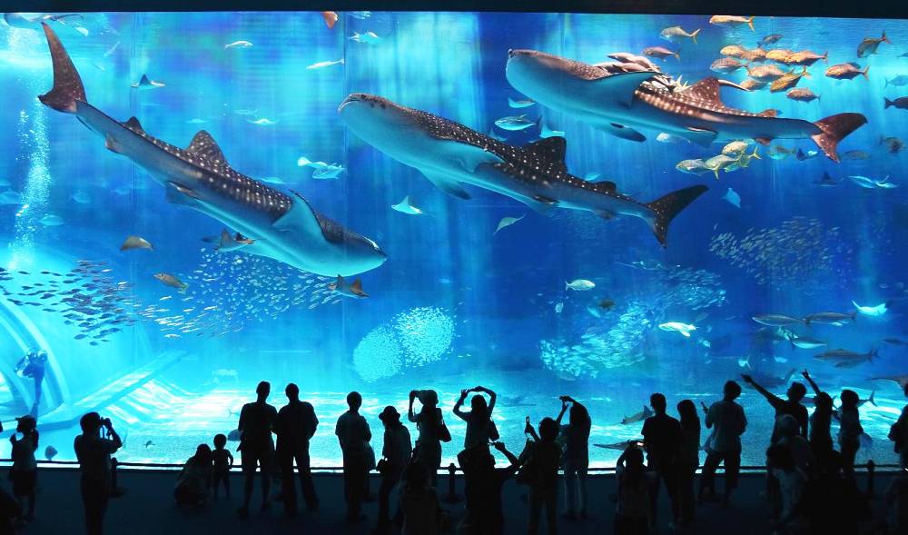 okinawa-aquarium-photograph